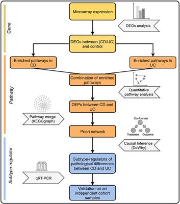 IBD Subtype-Regulators IFNG and GBP5 Identified by Causal Inference Drive More Intense Innate Immunity and Inflammatory Responses in CD Than Those in UC